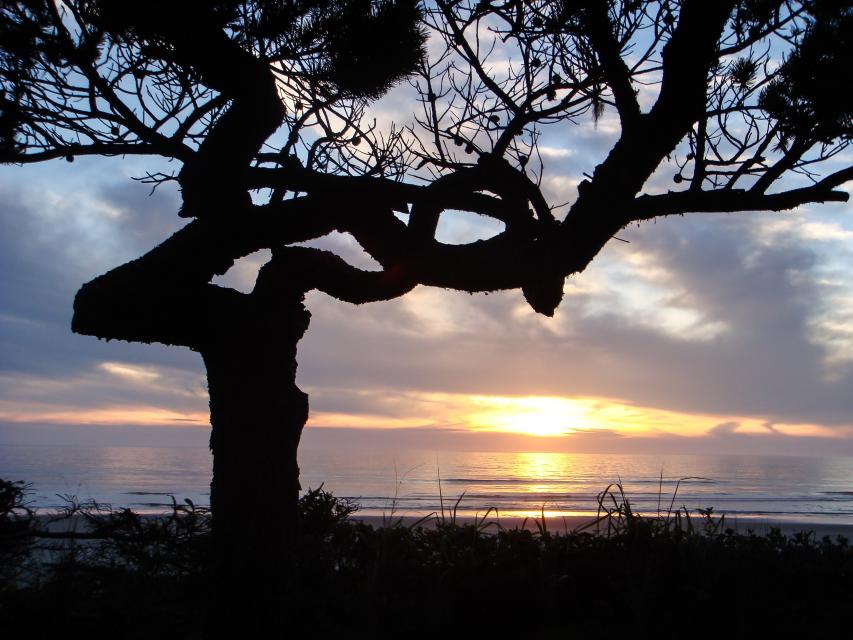 Surf Pines Oceanfront Cottage 3 BD Vacation Rental in Waldport, OR
