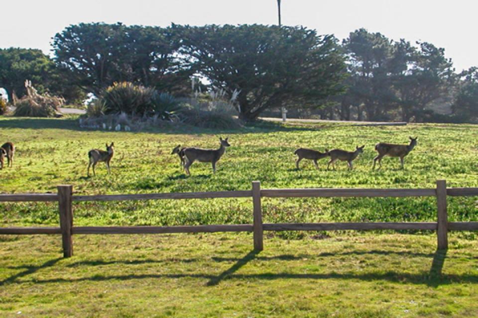 Beach House 2 BD Vacation Rental in Mendocino, CA Vacasa